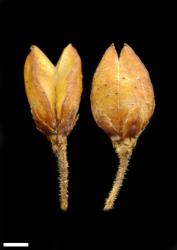 Veronica leiophylla. Capsule. Scale = 1 mm.
 Image: P.J. Garnock-Jones © Te Papa CC-BY-NC 3.0 NZ